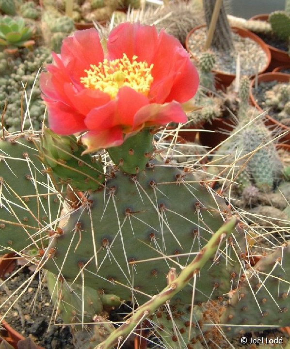 Opuntia tortispina (non rhodantha) USA ©JL3610